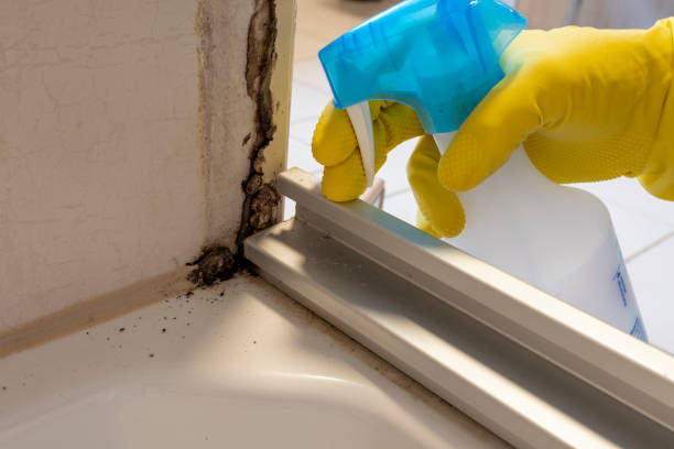 Best Attic Mold Removal  in Kouts, IN